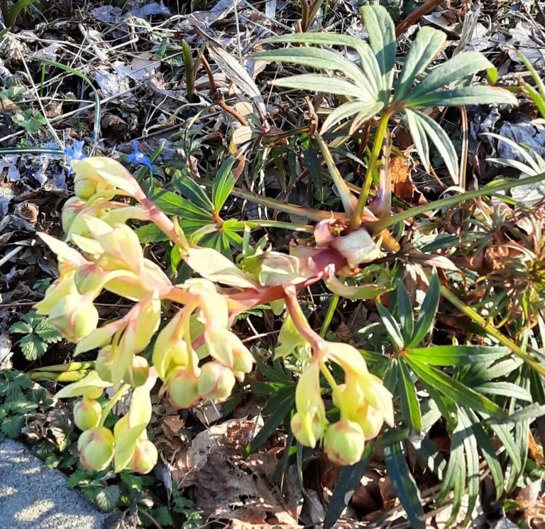Helleborus orientalis